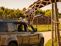 Safari u Alexandrie